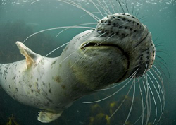 Wiskers.
Grey seal pup getting close.
Farne Islands.
1... by Mark Thomas 